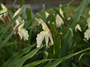 Vivers Càrex - Roscoea auriculata